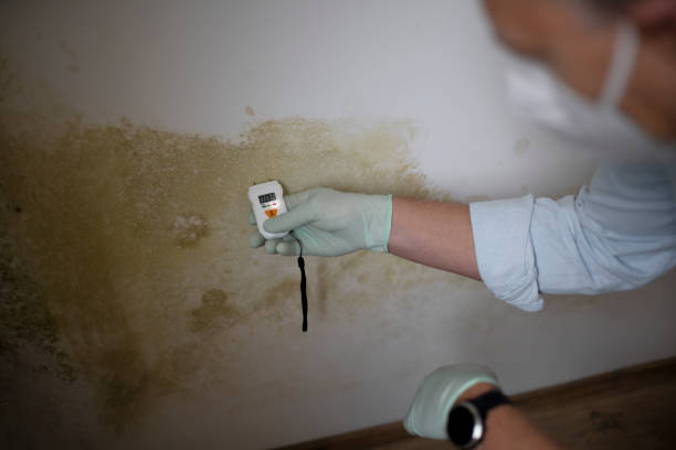 Best Local Mold Removal Service  in Reeds Spring, MO