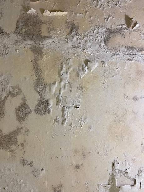 Best Mold Removal Company Near Me  in Reeds Spring, MO