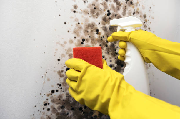 Best Toxic Mold Removal  in Reeds Spring, MO